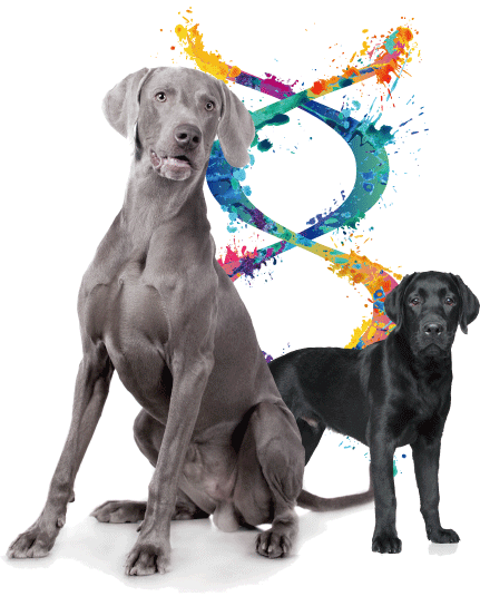 Dognimics-Kit