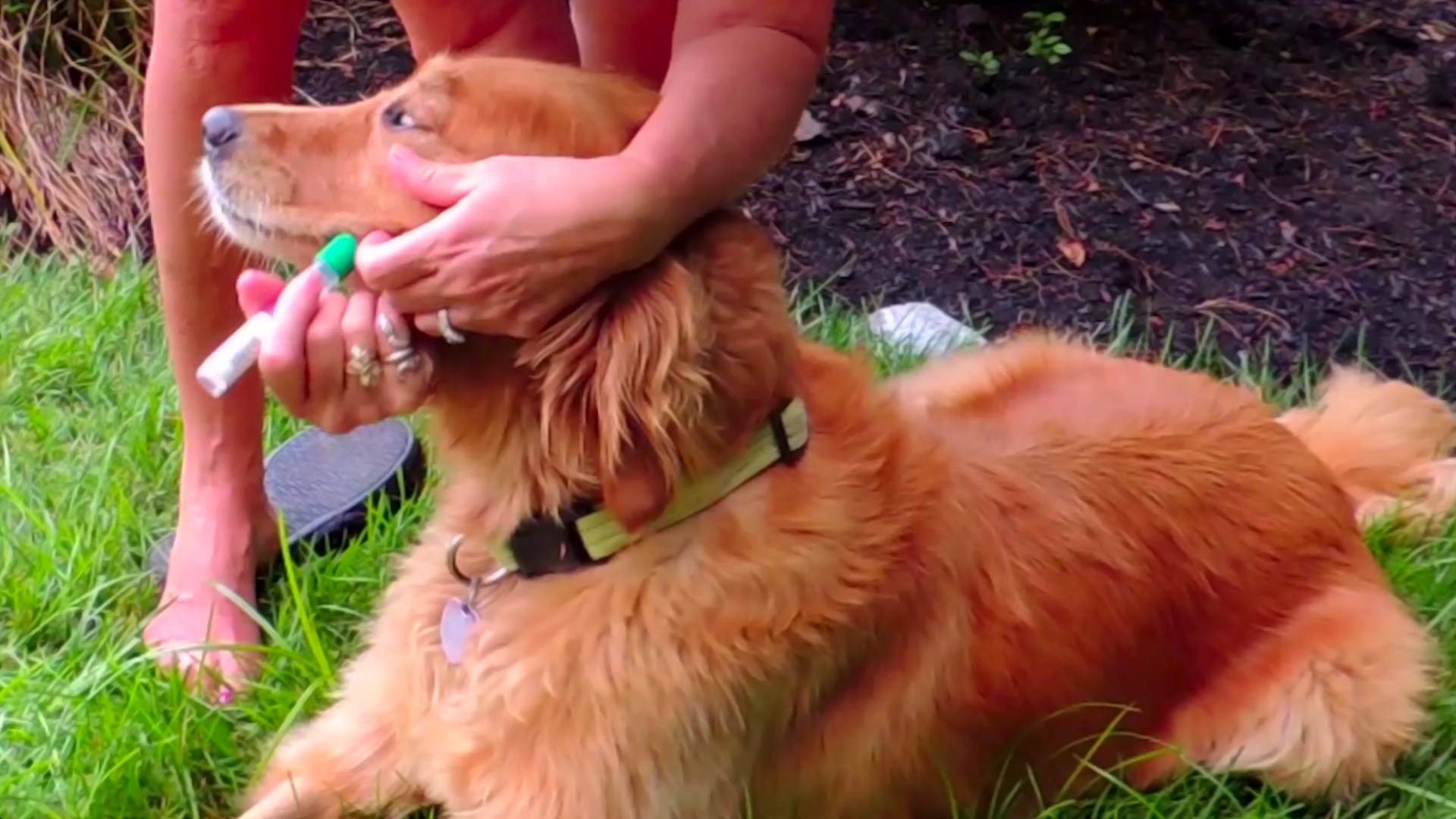 Steps To Collect Your Dog’s DNA Saliva Sample